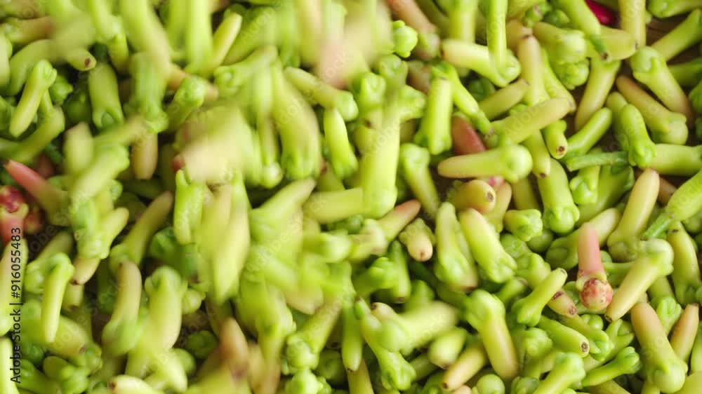 Freshly harvested fresh clove buds falling in slow-motion and rotating Freshly harvested fresh clove buds falling in slow-motion and rotating