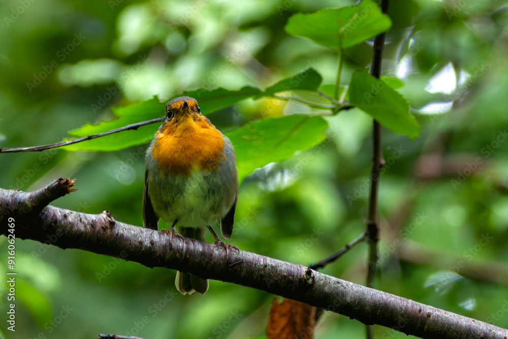 Robin Red Breast (Erithacus rubecula) in the English Garden, Munich, Germany Robin Red Breast (Erithacus rubecula) in the English Garden, Munich, Germany