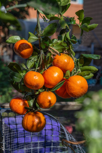 ripe mandarins on a tree