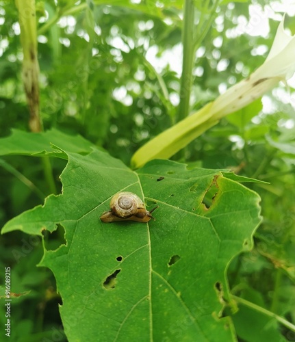 a snail in the leaf