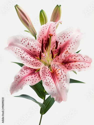 A beautiful pink lily flower with buds, showcasing its vibrant colors and intricate details.