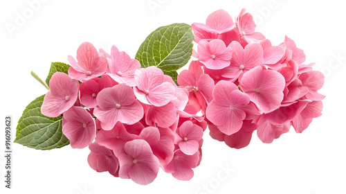 pink hydrangea flowers isolated on transparent backgroundpink hydrangea flowers isolated on transparent background photo