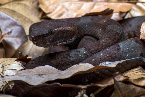 Close-up of a black Flat-nosed pit viper hiding amongst leaves, Indonesia