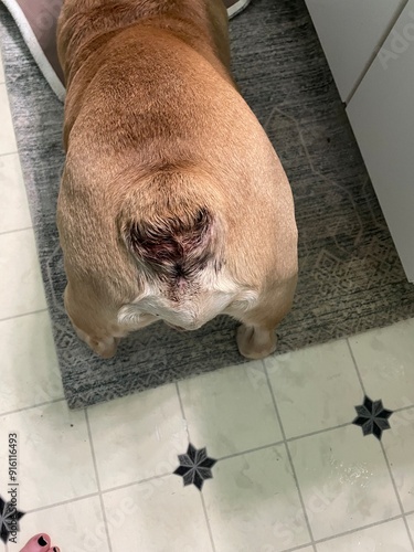 Bulldog with infected tail photo