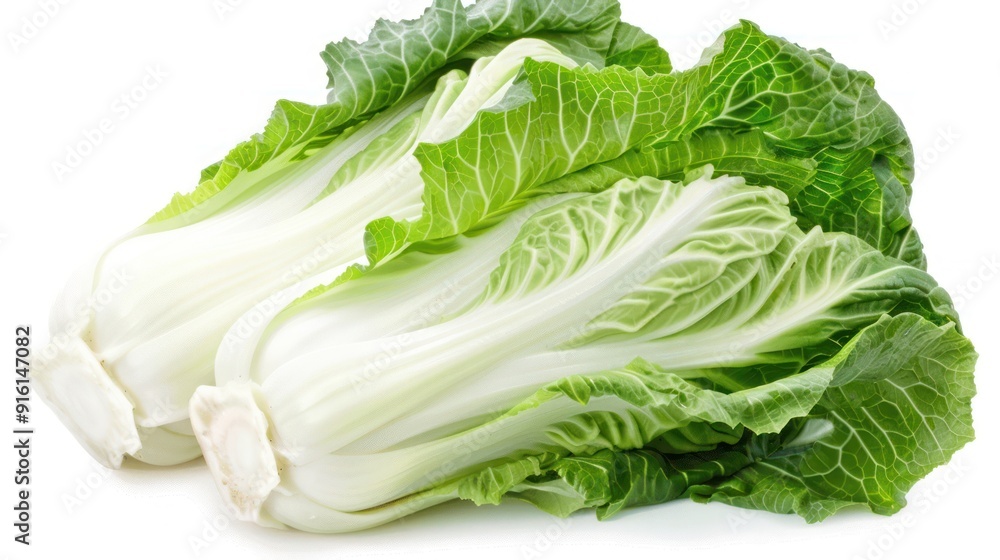 Fresh Bok Choy Isolated on White Background Fresh Bok Choy Isolated on White Background