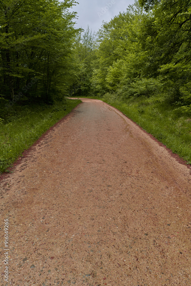 Forest path vertical view Forest path vertical view