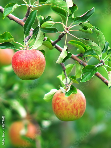 Wallpaper Mural リンゴ狩り Torontodigital.ca