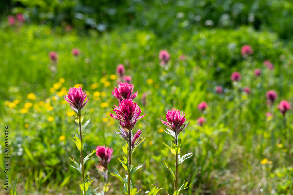 Backlit pink flowers of magenta indian paintbrush blooming backlit in a subalpine meadow in Rainier National Park on a sunny summer day, as a nature background
Backlit pink flowers of magenta indian paintbrush blooming backlit in a subalpine meadow in Rainier National Park on a sunny summer day, as a nature background