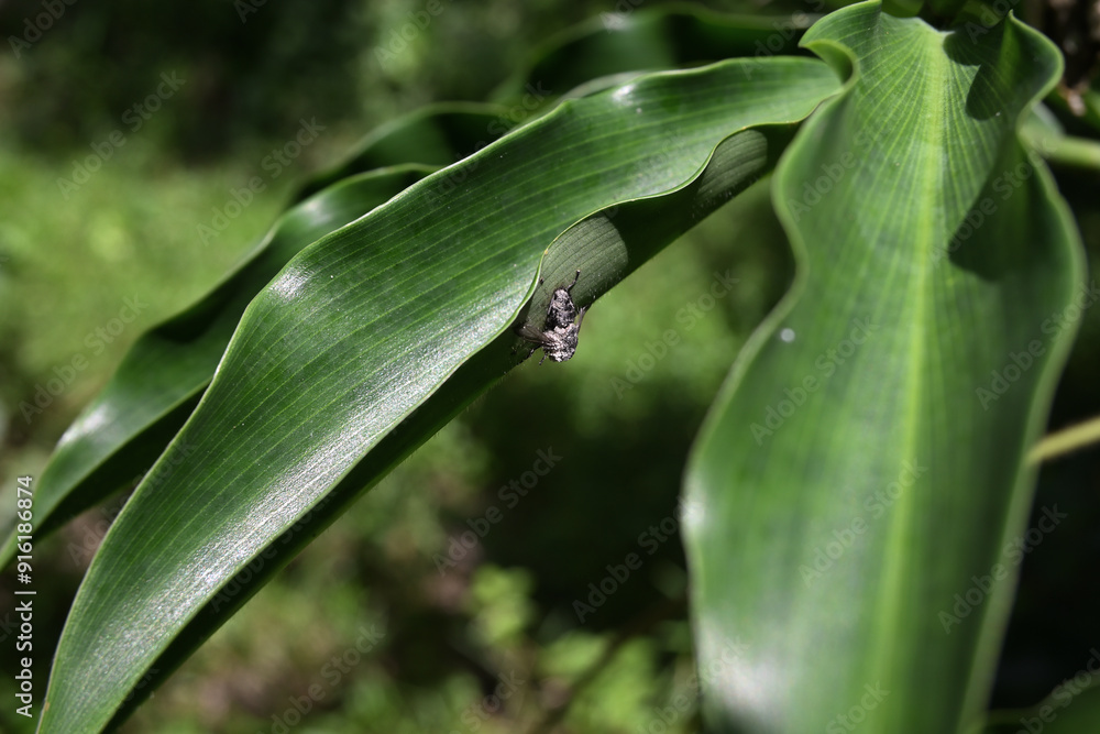 A dead and spoiled house fly's body is on the side of a leaf edge of a crepe ginger plant A dead and spoiled house fly's body is on the side of a leaf edge of a crepe ginger plant