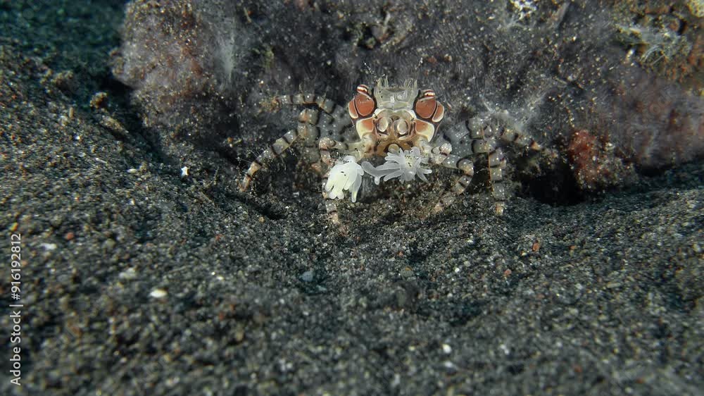 The crab sits on the sandy bottom of a tropical sea near a rock and holds anemones in its front paws, which it uses for protection. Mosaic boxer crab (Lybia tessellata). The crab sits on the sandy bottom of a tropical sea near a rock and holds anemones in its front paws, which it uses for protection. Mosaic boxer crab (Lybia tessellata).