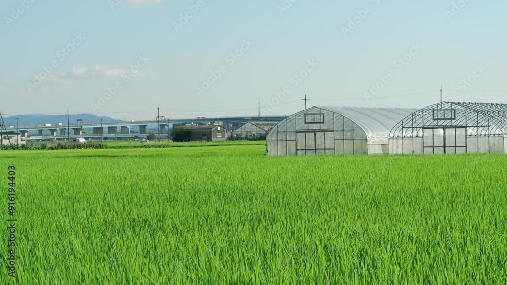 lush paddy rice, fields, and meadows swaying in the wind lush paddy rice, fields, and meadows swaying in the wind