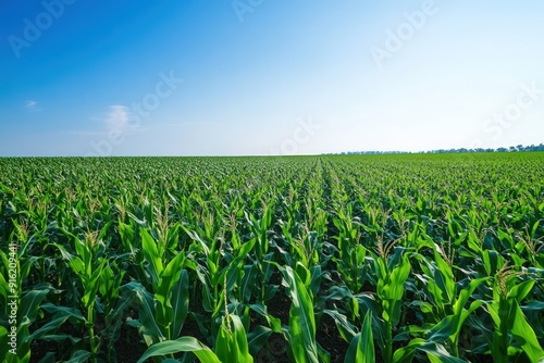 Green Cornfield Under a Blue Sky