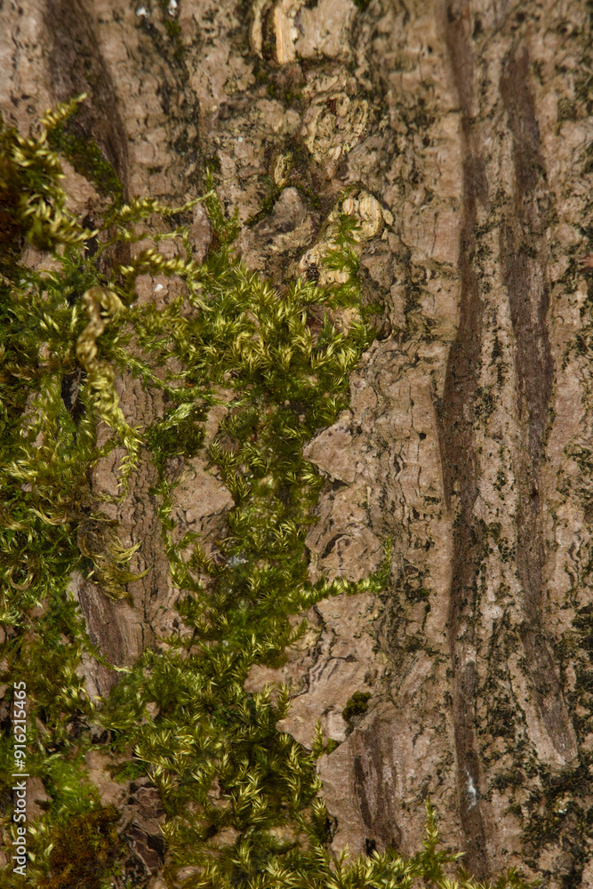 Close up bark texture on a tree trunk covered in moss, background, backdrop Close up bark texture on a tree trunk covered in moss, background, backdrop