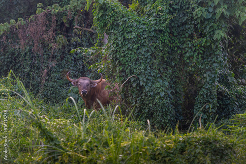 Banteng forage in the forests of Thailand.