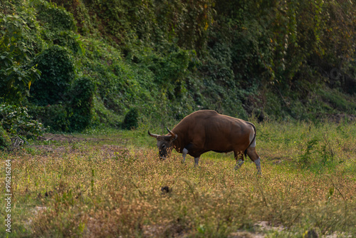 Banteng forage in the forests of Thailand.