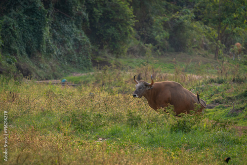 Banteng forage in the forests of Thailand.