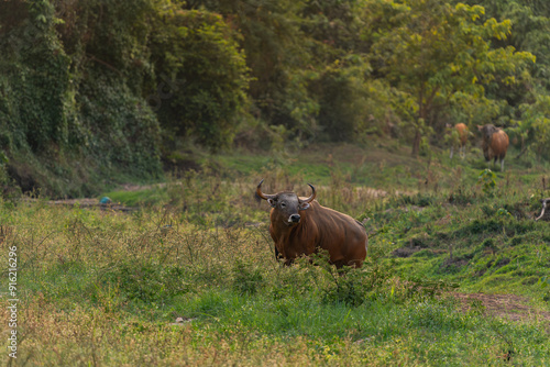 Banteng forage in the forests of Thailand.