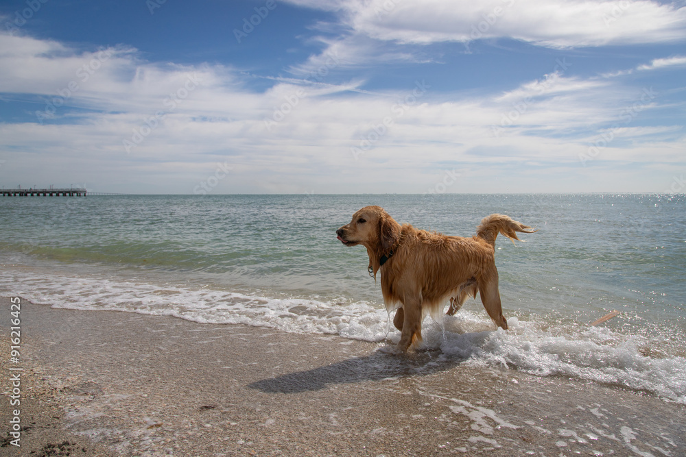 Wet golden retriever coming out of the sea, Florida, USA Wet golden retriever coming out of the sea, Florida, USA