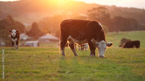 Beef cows and calfs grazing on grass in south west victoria, Australia. eating hay and silage. breeds include specked park, murray grey, angus and brangus photo