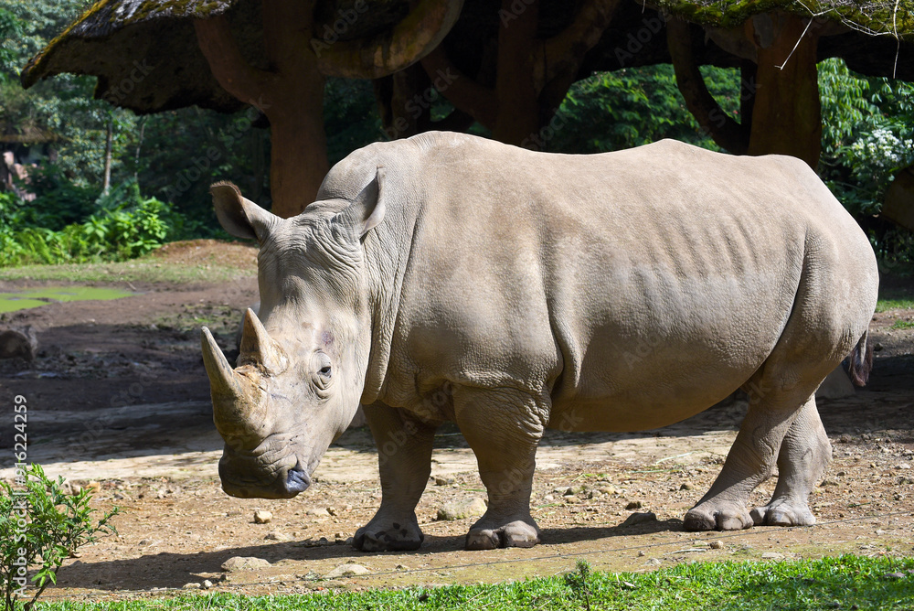 Close-up Portrait of a white rhino in captivity, Indonesia Close-up Portrait of a white rhino in captivity, Indonesia