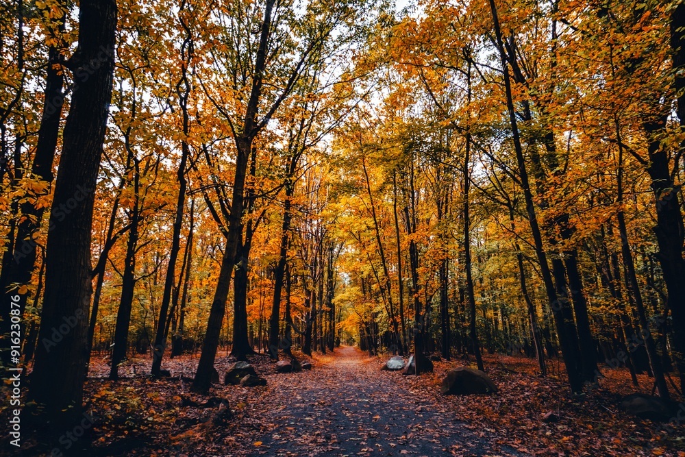autumn in the woods autumn in the woods