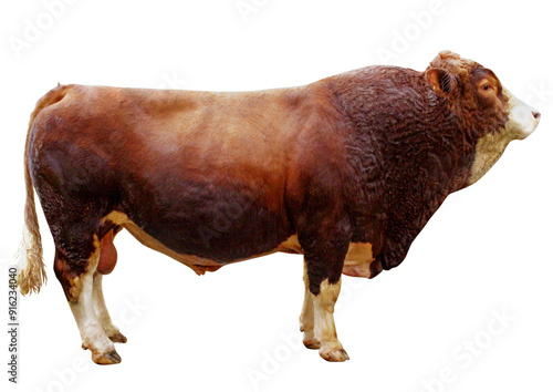 highland cow isolated transparent hoffman photo