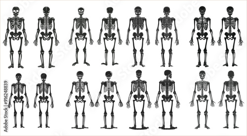 Set of human skeleton in front and back views, Human skeleton vector illustration, Human skeleton anatomy front and back view vector, Human skeleton anatomy, Human body anatomy