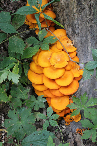 Jack-o'-lantern mushrooms on a log with leaves at Camp Ground Road Woods in Des Plaines, Illinois photo