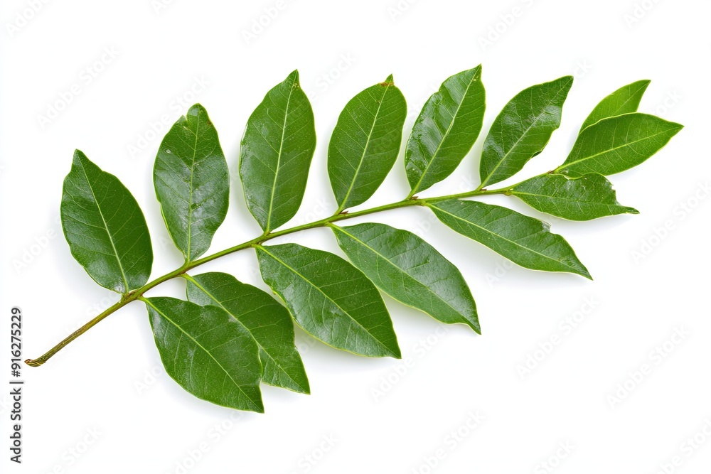 Fototapeta premium Curry leaf branch isolated on white