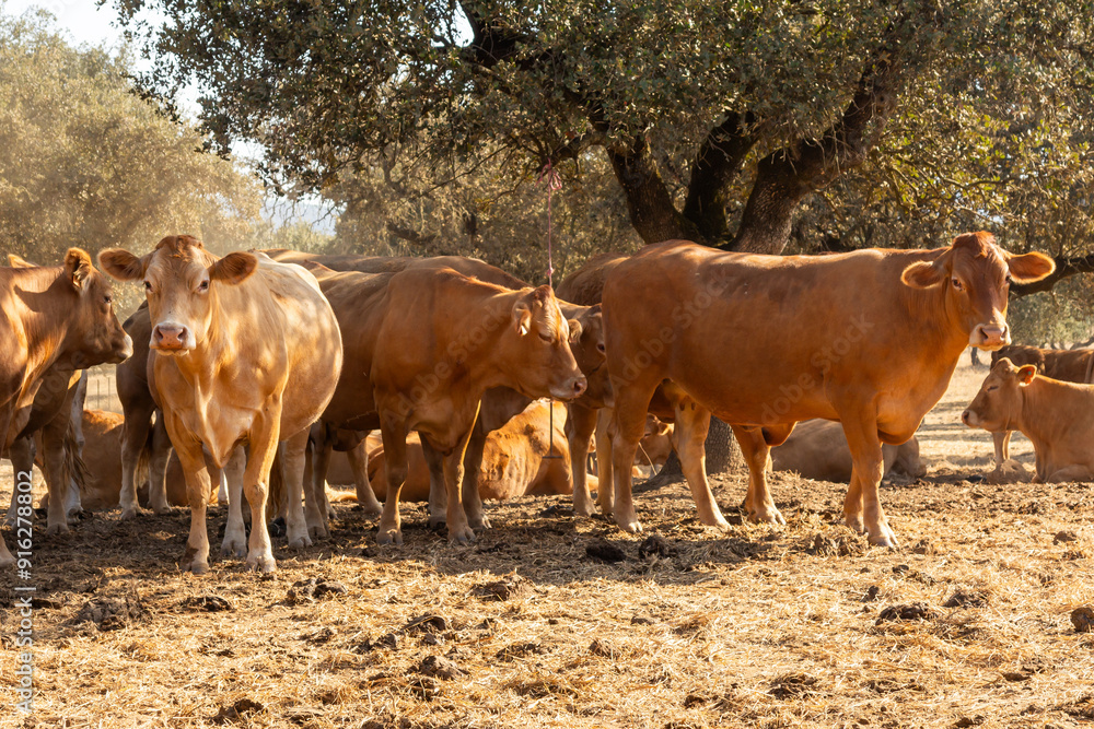 Limousin Cattle Resting in the Shade of an Oak Tree on a Summer Prairie. Limousin Cattle Resting in the Shade of an Oak Tree on a Summer Prairie.