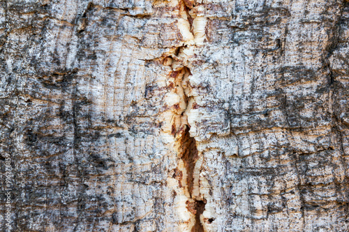 Cork oak bark background or texture from which cork is obtained. photo