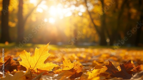 A serene autumn scene featuring vibrant yellow leaves scattered on the ground, illuminated by warm sunlight.