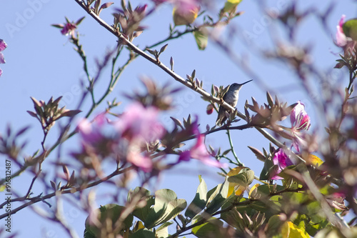 Hummingbird in a tree at Parque 9 de Julio, Tucumán