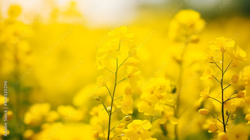 Bright yellow flowers in full bloom under the sunlight Bright yellow flowers in full bloom under the sunlight