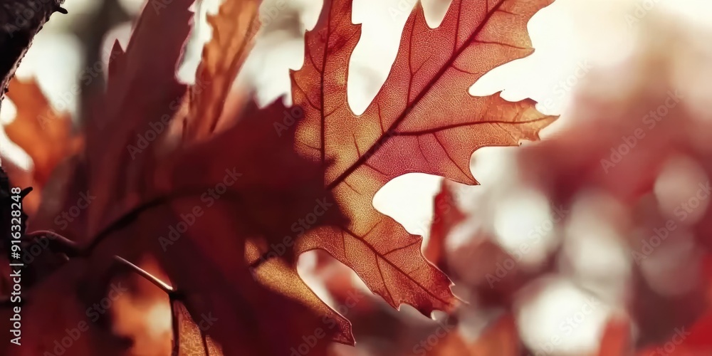 Fototapeta premium Stunning Close-Up of an Autumn Oak Leaf in Sunlight