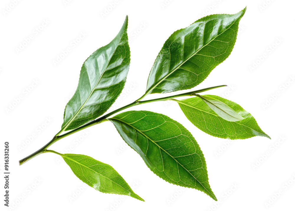 natural green mango leaves cutout on transparent background natural green mango leaves cutout on transparent background