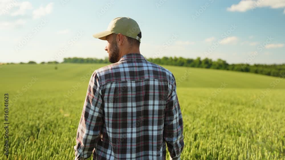 Rear view of farmer walking in a green wheat field examining crop Rear view of farmer walking in a green wheat field examining crop