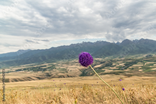 Purple eryngium flower against the background of mountains. Selective focus, copy space.