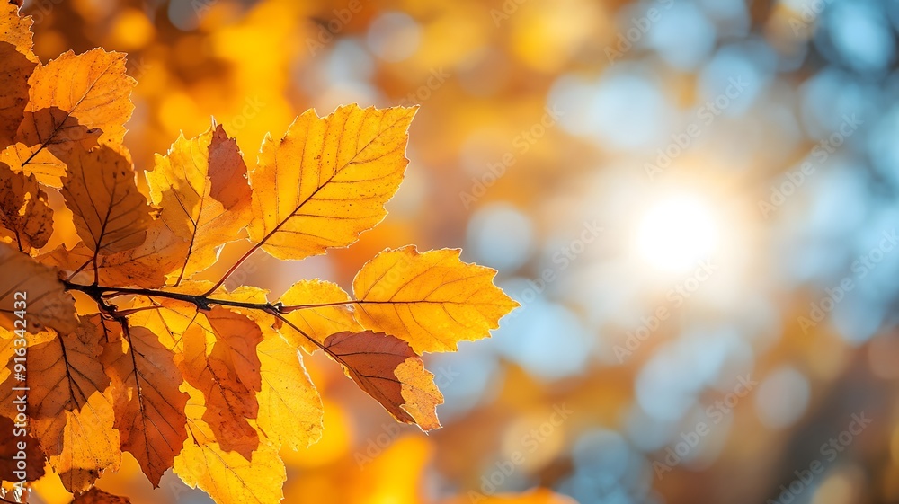 Autumn-themed Thanksgiving header with yellow maple leaves, sunlight, and a clear blue sky in the background Autumn-themed Thanksgiving header with yellow maple leaves, sunlight, and a clear blue sky in the background