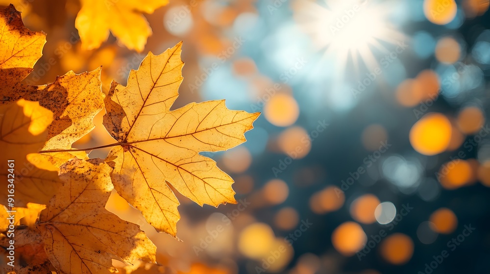 Autumn-themed Thanksgiving header with yellow maple leaves, sunlight, and a clear blue sky in the background Autumn-themed Thanksgiving header with yellow maple leaves, sunlight, and a clear blue sky in the background