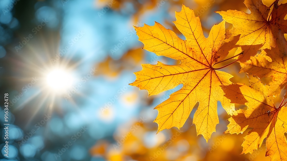 Fall panoramic header for Thanksgiving with sunlit yellow maple leaves and a crisp blue sky Fall panoramic header for Thanksgiving with sunlit yellow maple leaves and a crisp blue sky