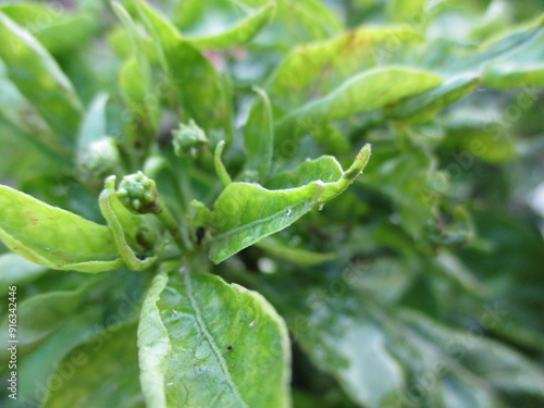Wallpaper Mural close up green wild flower Torontodigital.ca