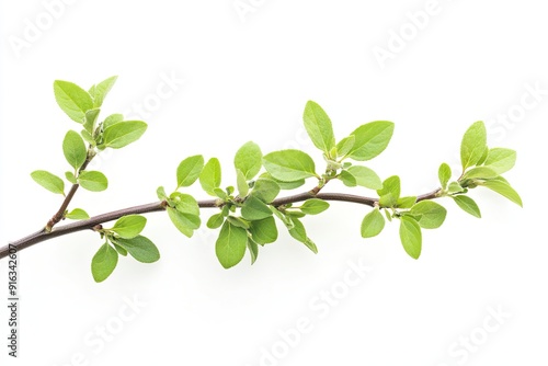 Marjoram branch isolated on white