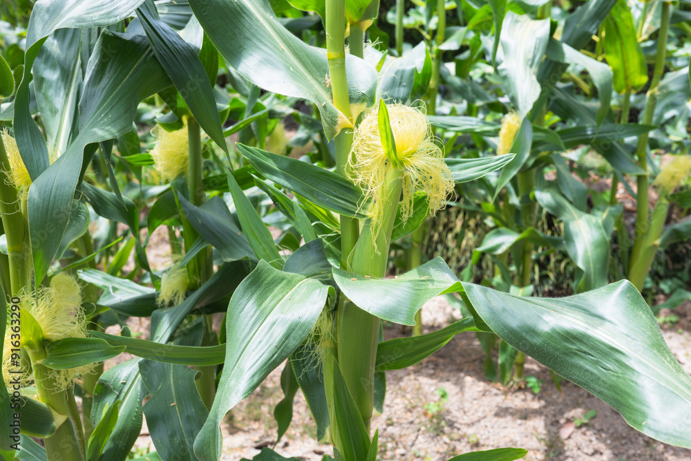 Obraz premium とうもろこしの成長