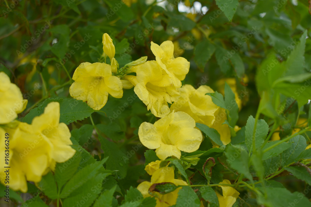 Yellow trumpetbush (Tecoma stans) Called Yellow bell or Yellow Elder Flower, trumpet flower, Beautiful bunch of yellow flowers closeup with green leaves Background, tecoma stans