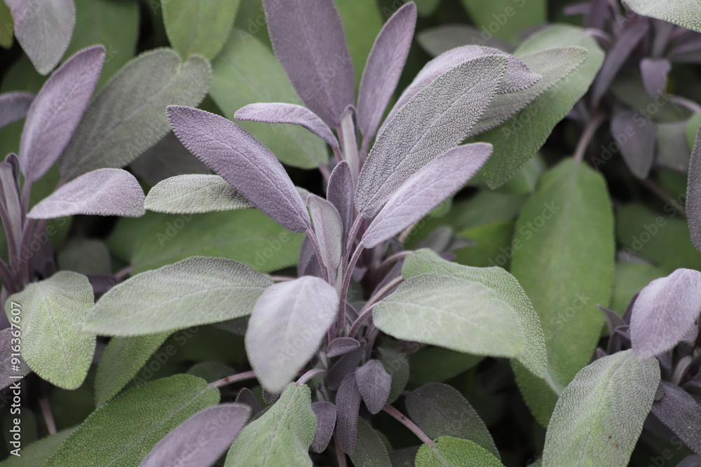 Salvia officinalis, sage plant in the garden. Close up. Salvia officinalis, sage plant in the garden. Close up.