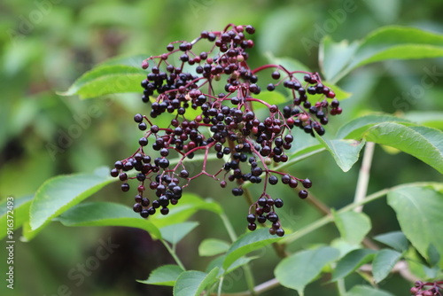 Sambucus nigra. Bush of black elderberry with fruits. photo