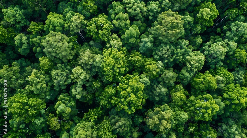 Aerial view over forest woodland with spring leaves on trees Aerial view over forest woodland with spring leaves on trees