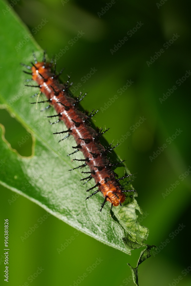 The caterpillar of Acraea terpsichore, commonly known as the Dione juno or Terpsichore Swallowtail, is the larval stage of a butterfly species in the family Nymphalidae.|銀紋紅袖
