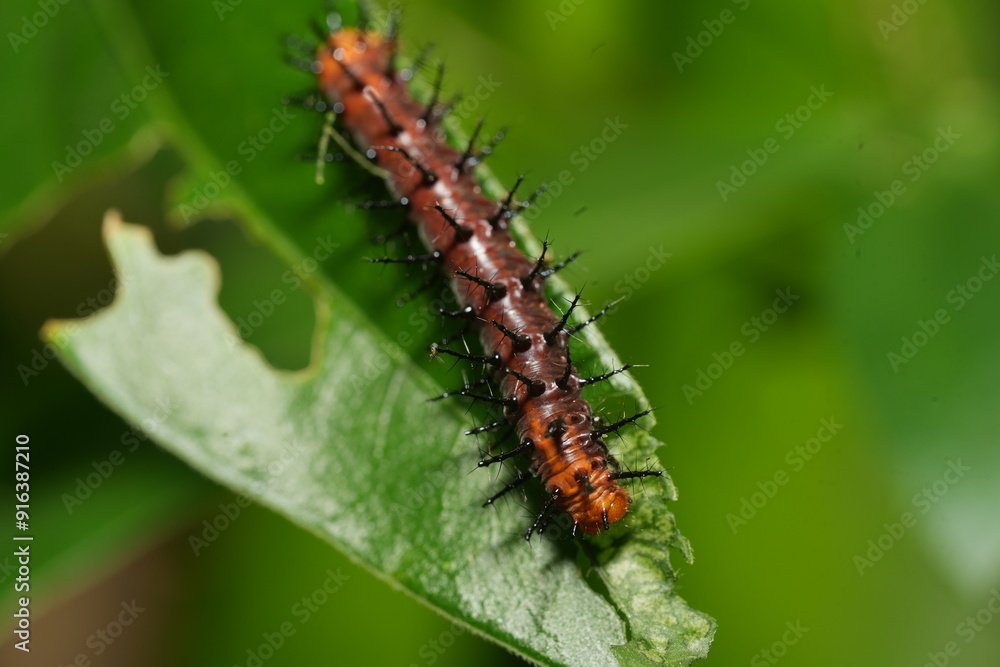 The caterpillar of Acraea terpsichore, commonly known as the Dione juno or Terpsichore Swallowtail, is the larval stage of a butterfly species in the family Nymphalidae.|銀紋紅袖 The caterpillar of Acraea terpsichore, commonly known as the Dione juno or Terpsichore Swallowtail, is the larval stage of a butterfly species in the family Nymphalidae.|銀紋紅袖